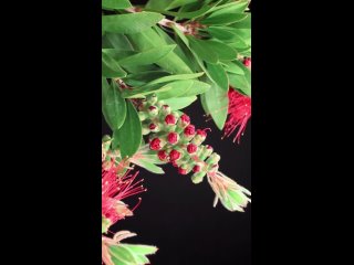 the bottlebrush flower from the garden of bob/biology