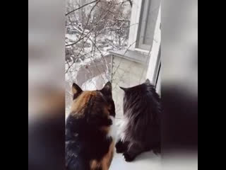 bullying cats