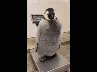 job - penguin weigher